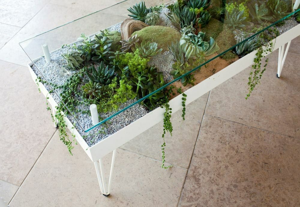 succulent coffee table